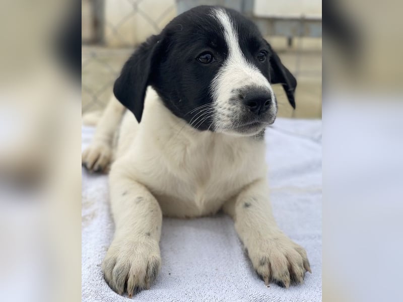 Fedra, geb. ca. 01/2024, lebt in GRIECHENLAND, im städt. Tierheim Serres