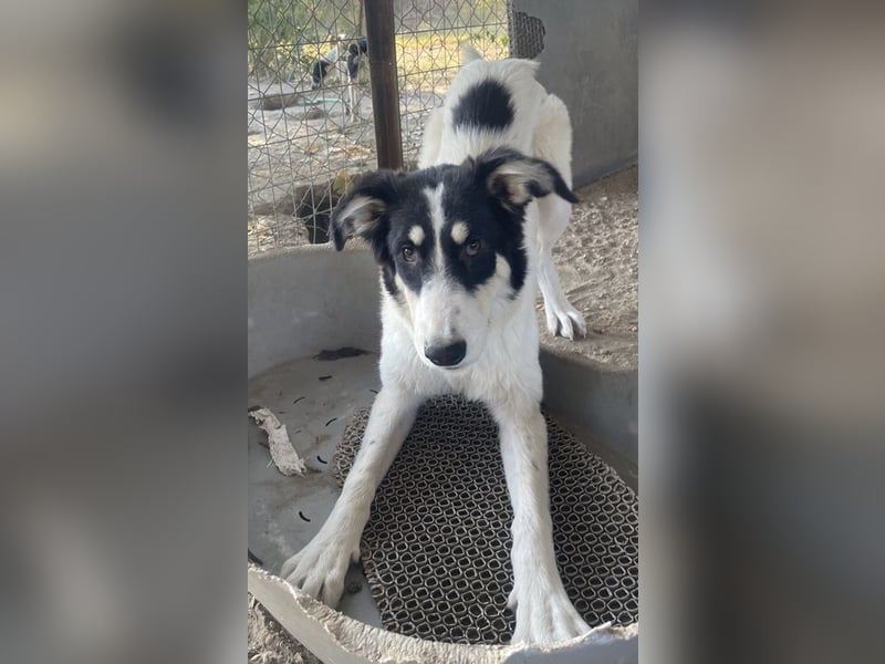 Vivia, geb. ca. 03/2023, lebt in GRIECHENLAND, im städt. Tierheim Serres