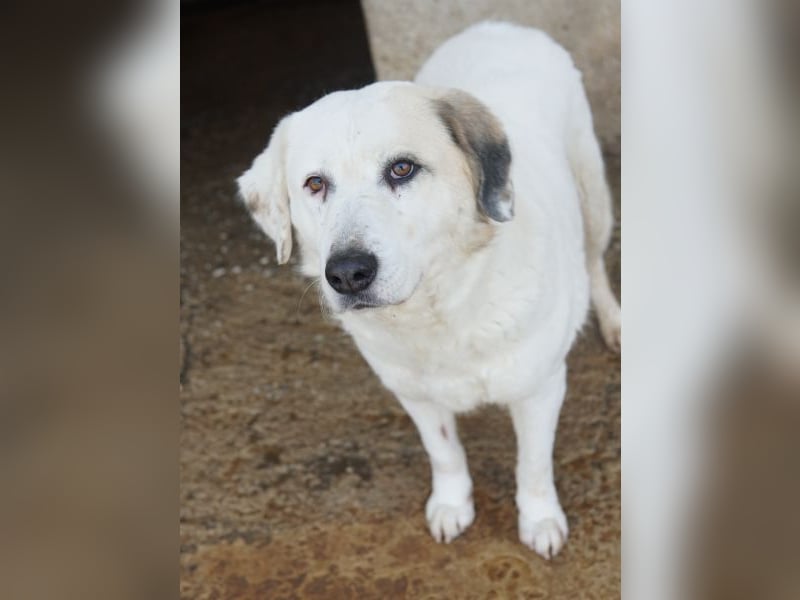 Bruna, geb. ca. 12/2020, lebt in GRIECHENLAND, im städt. Tierheim Serres