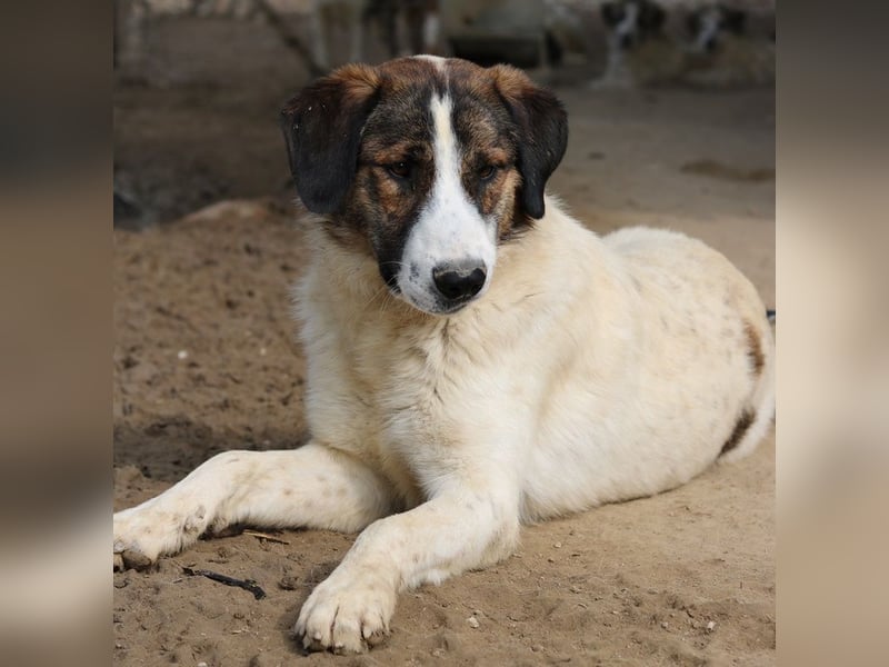 Pitt, geb. ca. 05/2021, lebt in GRIECHENLAND, im städt. Tierheim Serres