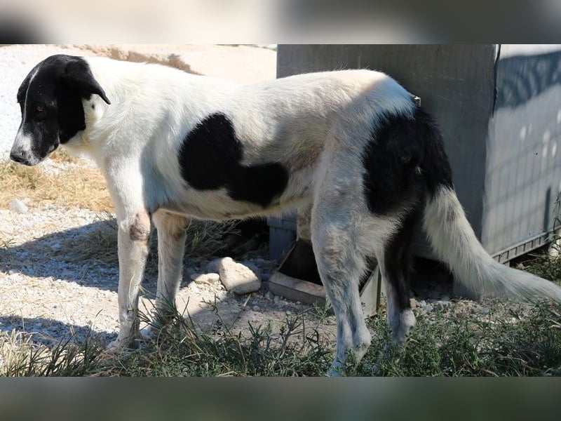 Rubin, geb. ca. 03/2019, lebt in GRIECHENLAND, im städt. Tierheim Serres
