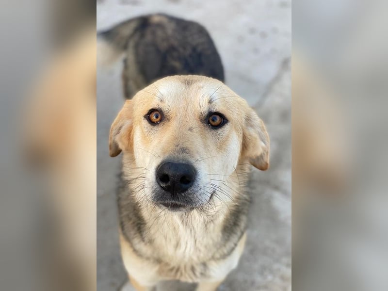 Ciri, geb. ca. 05/2024, lebt in GRIECHENLAND, im städt. Tierheim Serres