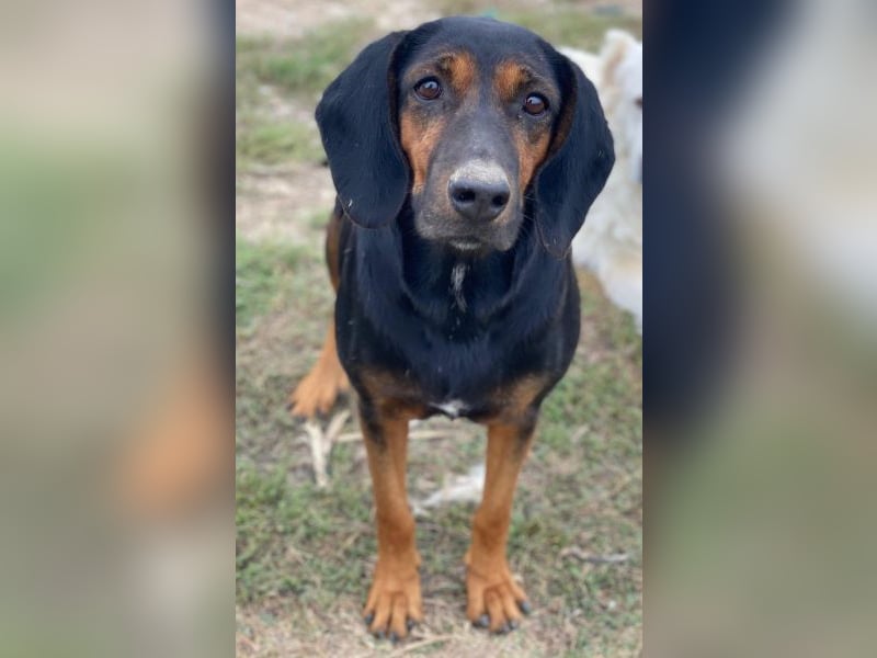 Priska, geb. ca. 08/2021, lebt in GRIECHENLAND, im städt. Tierheim Serres