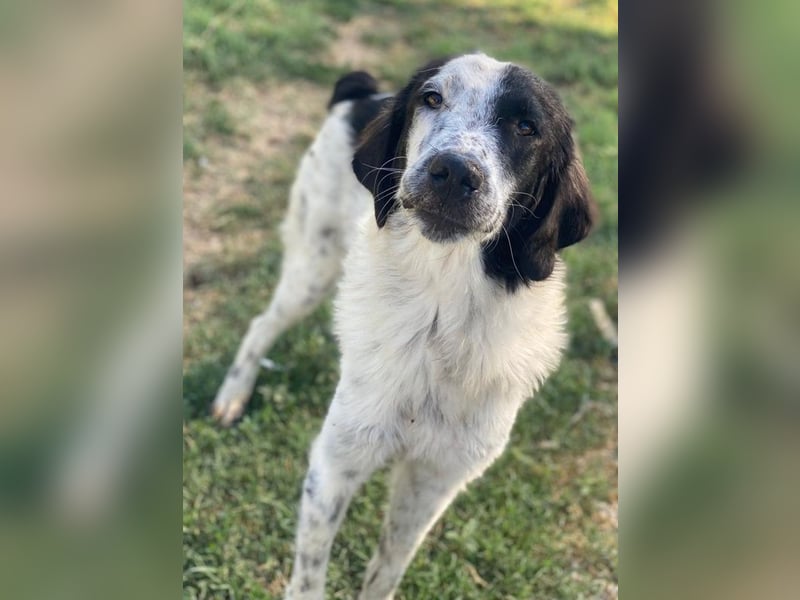 Yuni, geb. ca. 03/2023, lebt in GRIECHENLAND, im städt. Tierheim Serres