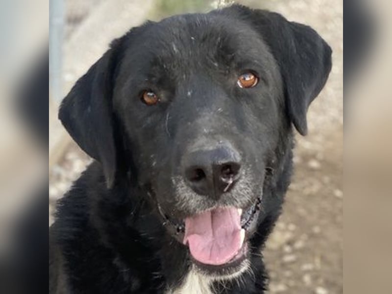 Cupid, geb. ca. 03/2020, lebt in GRIECHENLAND, im städt. Tierheim Serres