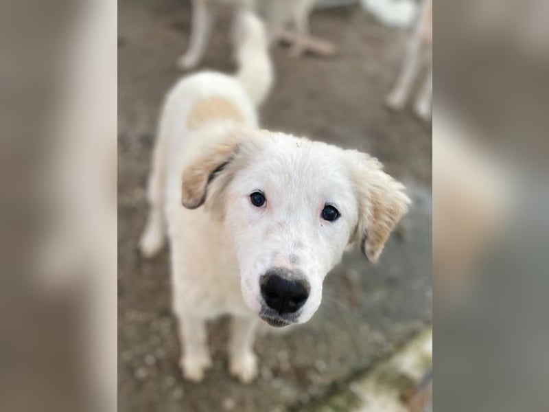 Skippy, geb. ca. 05/2022, lebt in GRIECHENLAND, im städt. Tierheim Serres