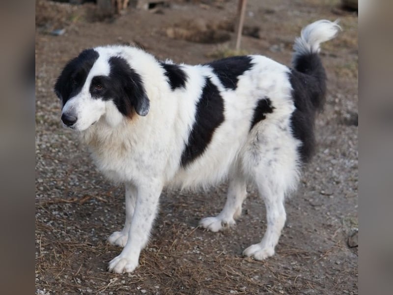 Maella, geb. ca. 02/2020, lebt in GRIECHENLAND, im städt. Tierheim Serres