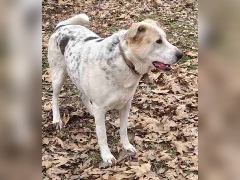 Rango, geb. ca. 01/2020, lebt in GRIECHENLAND, auf einer privaten Pflegestelle