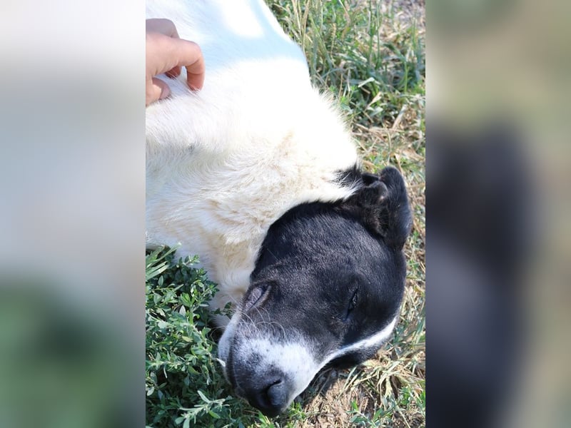 Rubin, geb. ca. 03/2019, lebt in GRIECHENLAND, im städt. Tierheim Serres