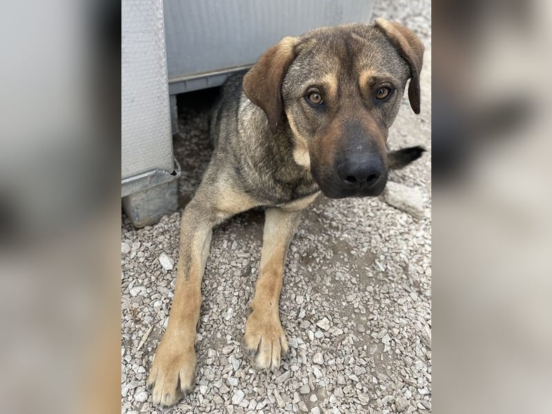 Waldo, geb. ca. 06/2022, lebt in GRIECHENLAND, im städt. Tierheim Serres