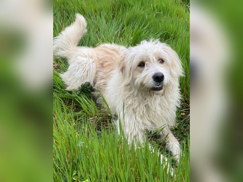 Wuschel, geb. ca. 09/2024, lebt in GRIECHENLAND, im städt. Tierheim Serres