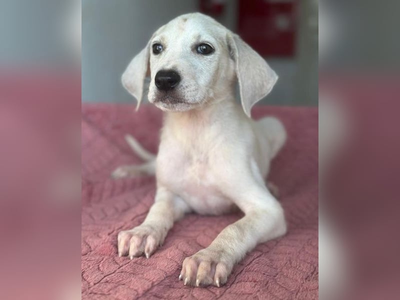 Lily, geb. ca. 05/2026, lebt in GRIECHENLAND, im städt. Tierheim Serres