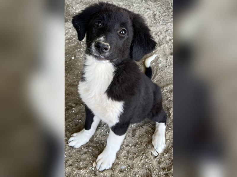 Lotti, geb. ca. 07/2025, lebt in GRIECHENLAND, auf einer privaten Pflegestelle