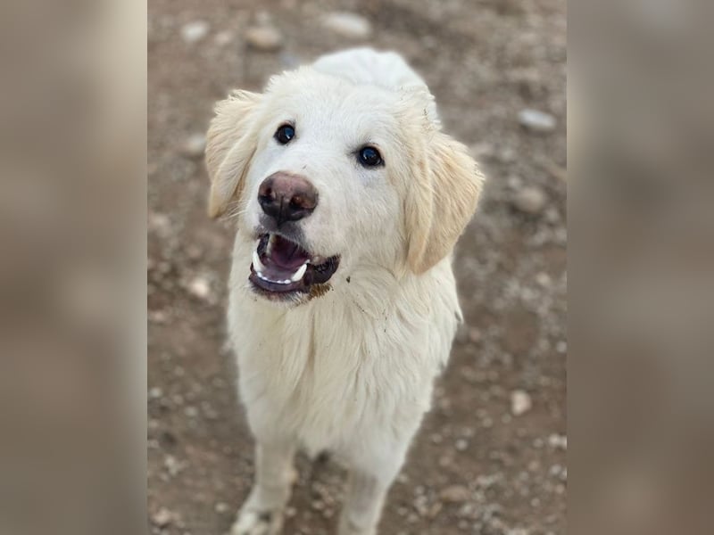 Bazo, geb. ca. 02/2025, lebt in GRIECHENLAND, auf einer privaten Pflegestelle