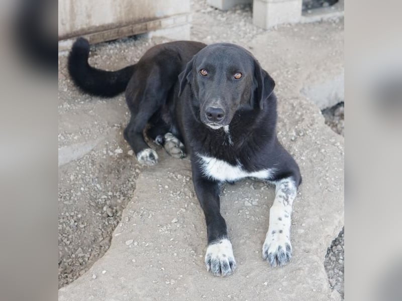 Frizelbliz, geb. ca. 03/2021, lebt in GRIECHENLAND, im städt. Tierheim Serres