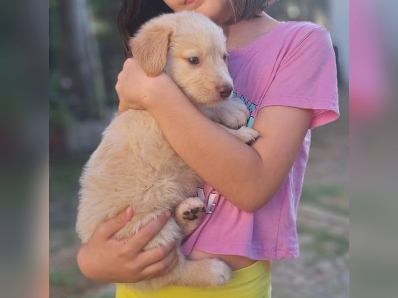  Fluffy-Boo, geb. ca. 04/2026, lebt auf einer Pflegestelle in 44651 Herne