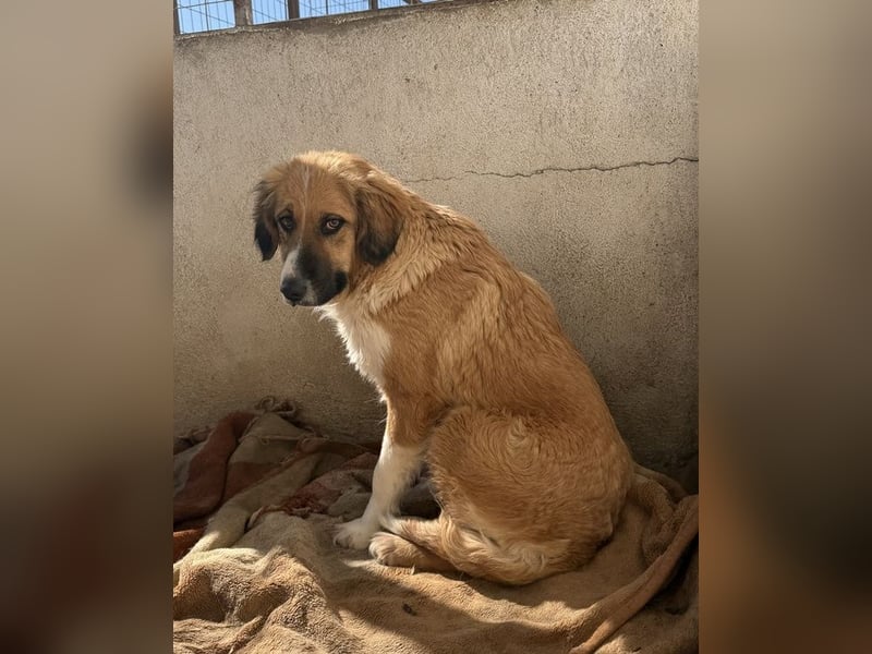 Blümchen, geb. ca. 08/2024, lebt in GRIECHENLAND, im städt. Tierheim Serres