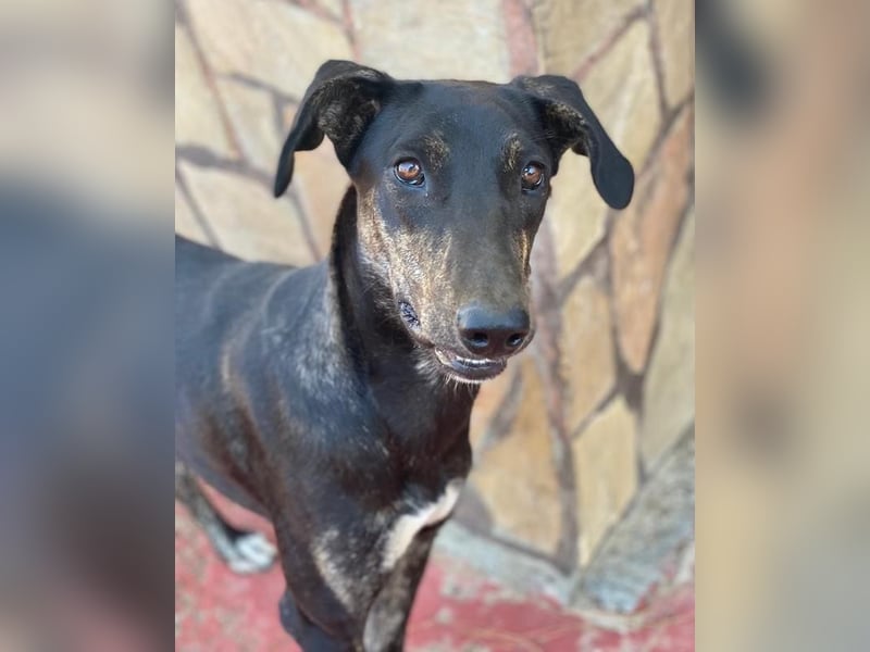 Nyota, geb. ca. 09/2023, lebt in GRIECHENLAND, auf einer privaten Pflegestelle