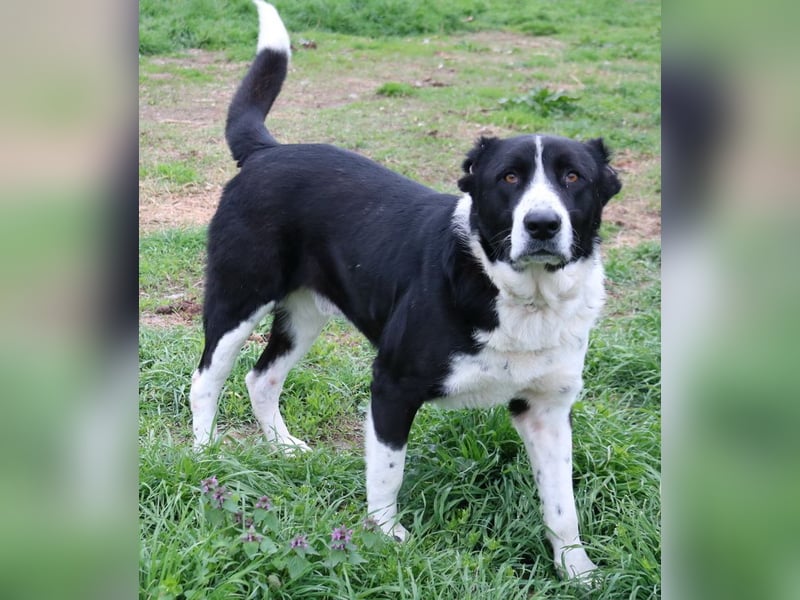 Eddy, geb. ca. 01/2018, lebt in GRIECHENLAND, im städt. Tierheim Serres