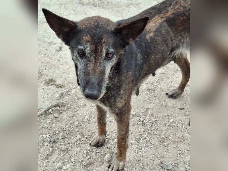 Priyanka, geb. ca. 03/2017, lebt in GRIECHENLAND, auf einer privaten Pflegestelle