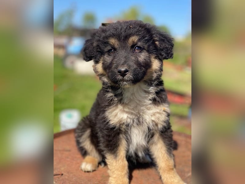 Sirius Black, geb. ca. 12/2023, lebt in GRIECHENLAND, im städt. Tierheim Serres