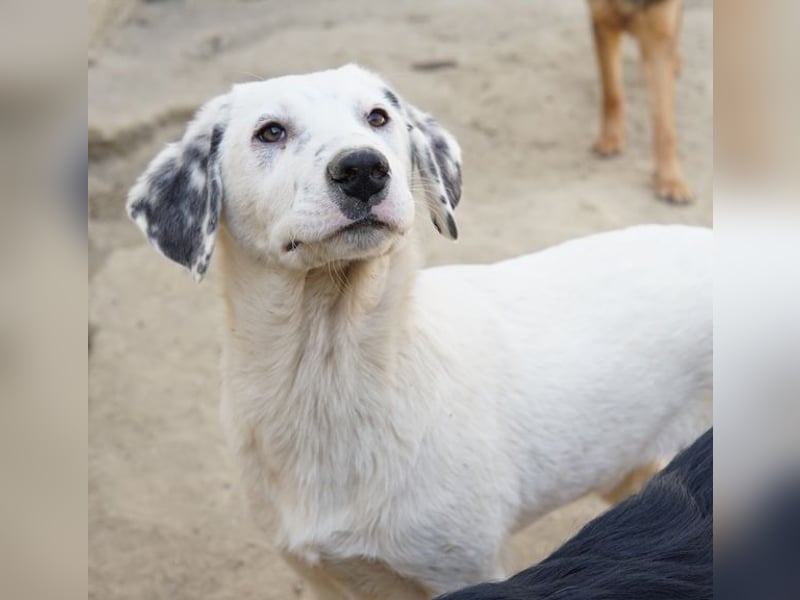 Riesling, geb. ca. 08/2025, lebt in GRIECHENLAND, auf einer privaten Pflegestelle