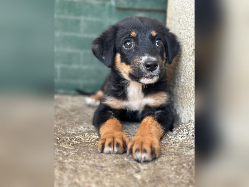 Donut, geb. ca. 05/2026, lebt in GRIECHENLAND, im städt. Tierheim Serres