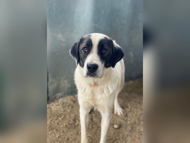 Marinara, geb. ca. 01/2025, lebt in GRIECHENLAND, auf einer privaten Pflegestelle