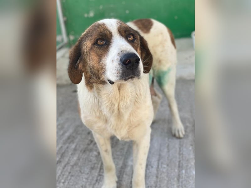 Lauri, geb. ca. 01/2023, lebt in GRIECHENLAND, im städt. Tierheim Serres