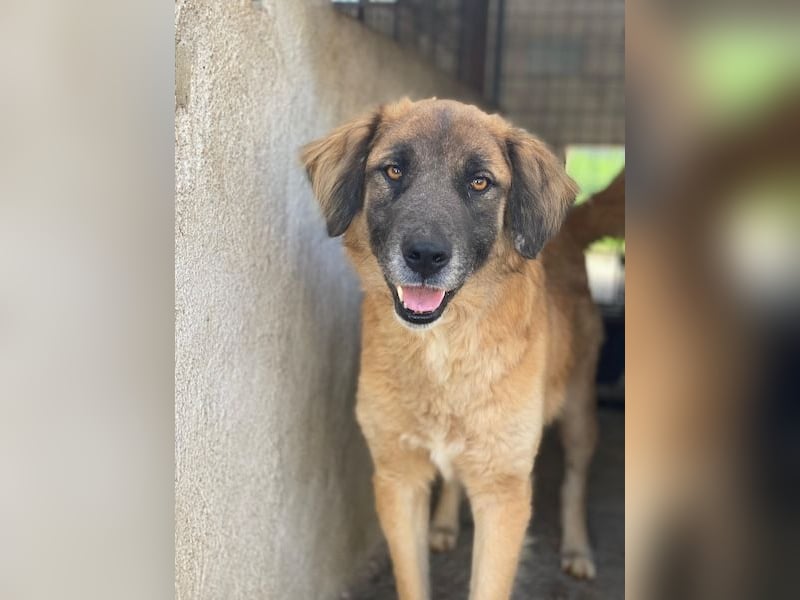 Lacasito, geb. ca. 01/2022, lebt in GRIECHENLAND, im städt. Tierheim Serres