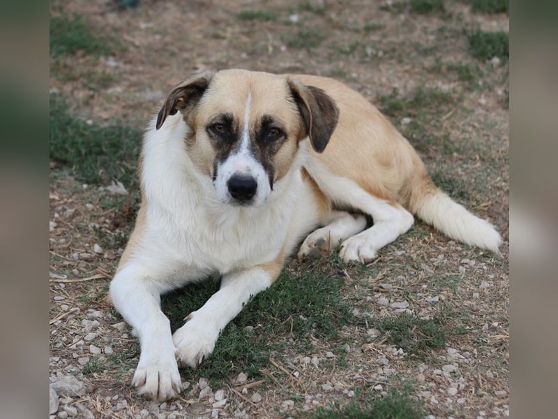 Jeanie, geb. ca. 05/2023, lebt in GRIECHENLAND, im städt. Tierheim Serres