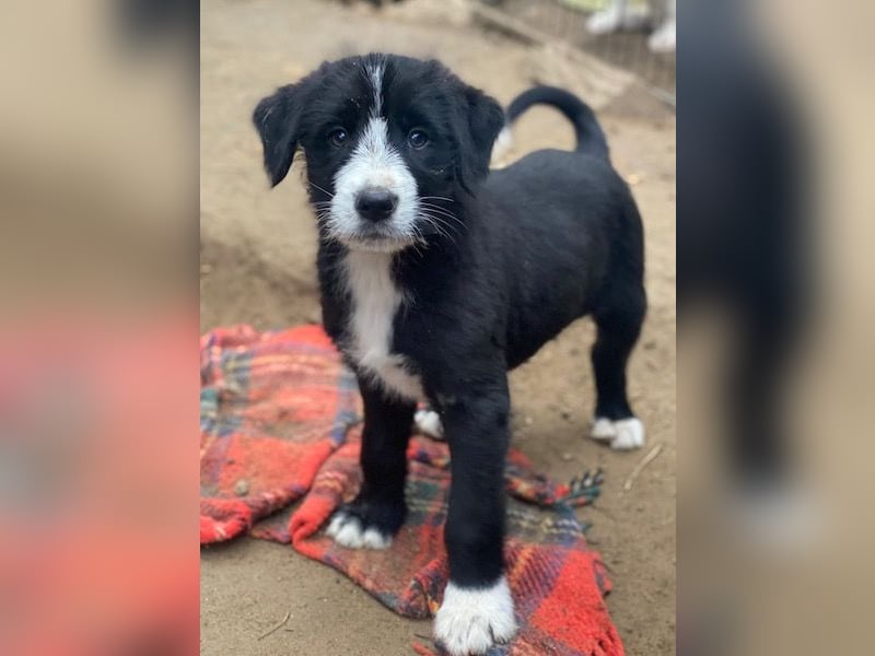 Kasimir, geb. ca. 09/2025, lebt in GRIECHENLAND, auf einer privaten Pflegestelle