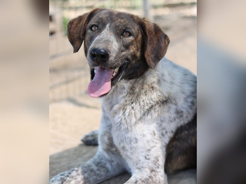 Naxos, geb. ca. 07/2020, lebt in GRIECHENLAND, im städt. Tierheim Serres