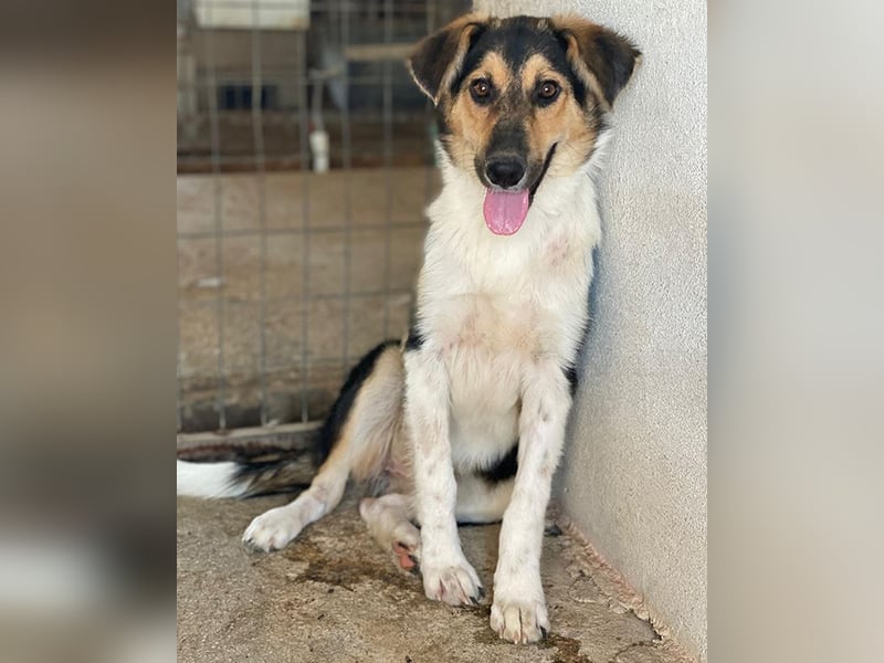 Kati, geb. ca. 03/2025, lebt in GRIECHENLAND, im städt. Tierheim Serres