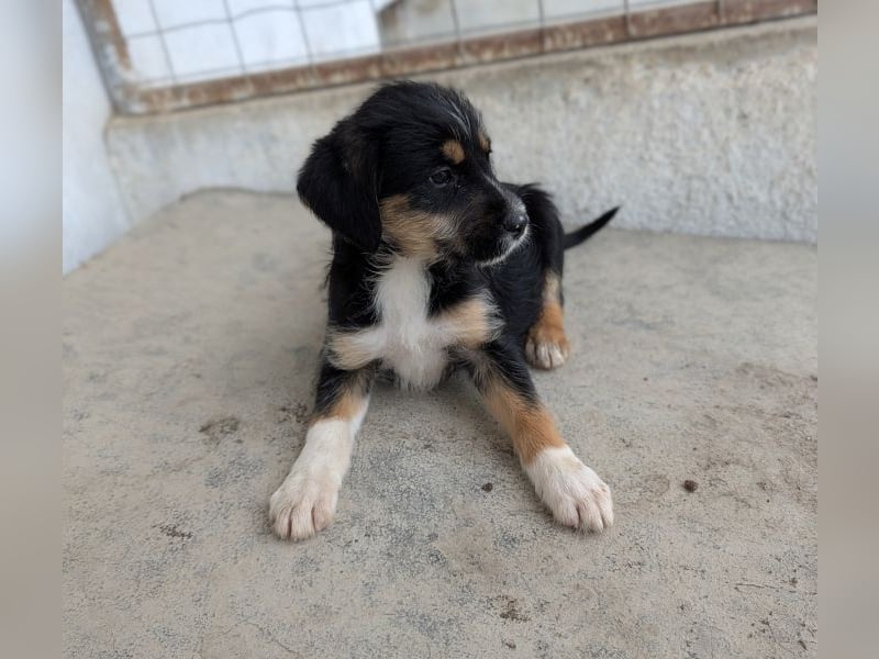 Esmeralda, geb. ca. 02/2026, lebt in GRIECHENLAND, im städt. Tierheim Serres