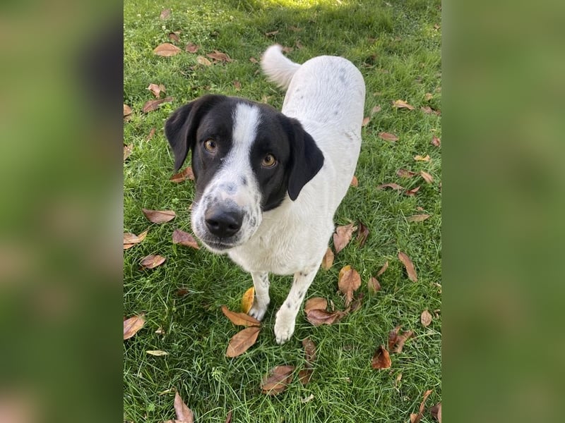 Penny, geb. ca. 05/2023, lebt in GRIECHENLAND, im städt. Tierheim Serres