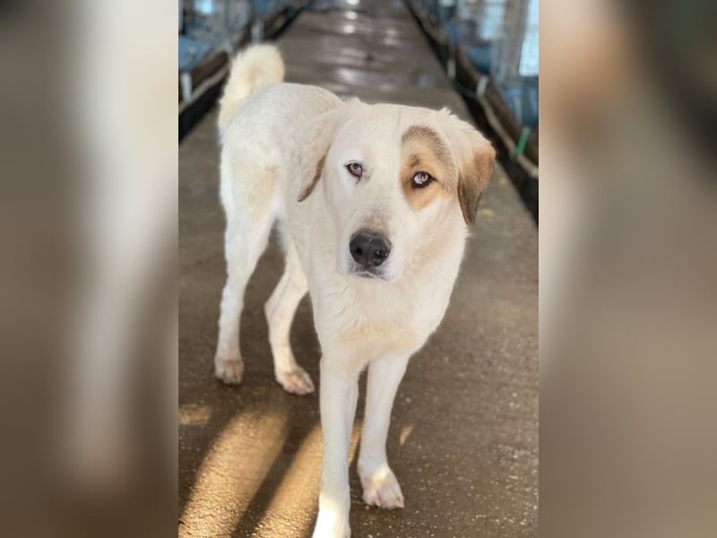 Alfons, geb. ca. 02/2024, lebt in GRIECHENLAND, im städt. Tierheim Serres