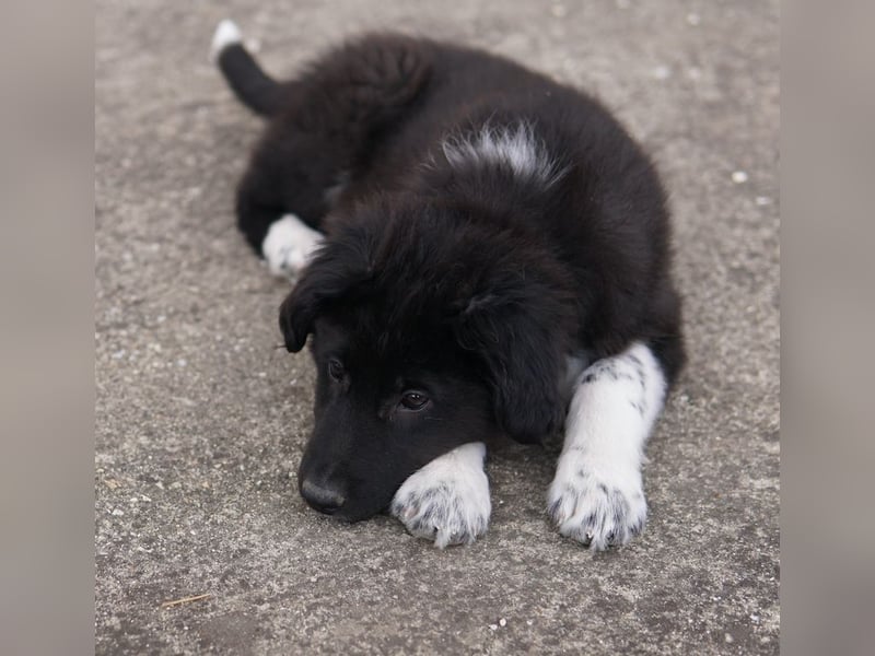 Baron, geb. ca. 12/2023, lebt in GRIECHENLAND, auf einem Gelände, Hunde werden notdürftig versorgt