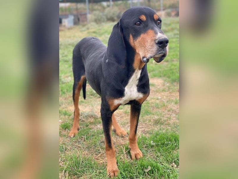 Joker, geb. ca. 11/2021, lebt in GRIECHENLAND, im städt. Tierheim Serres Joker, geb. ca. 11/2021, lebt in GRIECHENLAND, im städt. Tierheim Serres