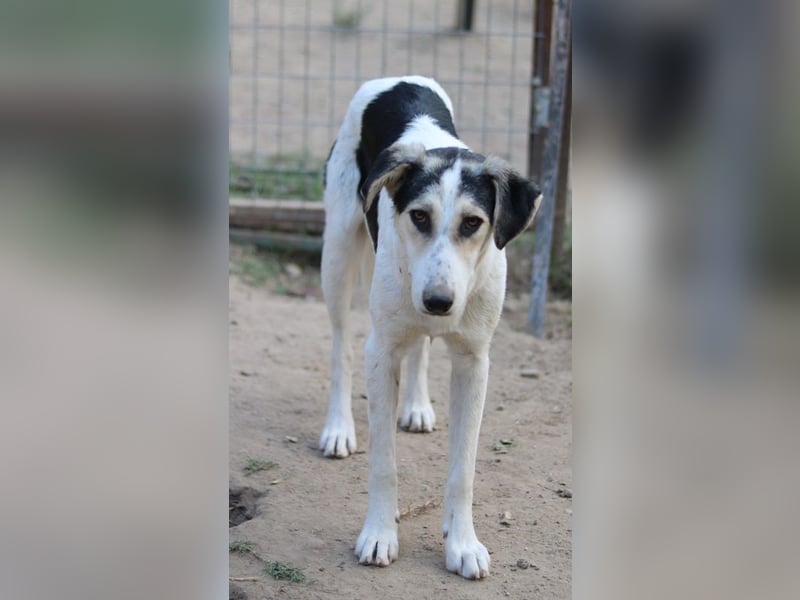 Mona, geb. ca. 01/2024, lebt in GRIECHENLAND, auf einer privaten Pflegestelle