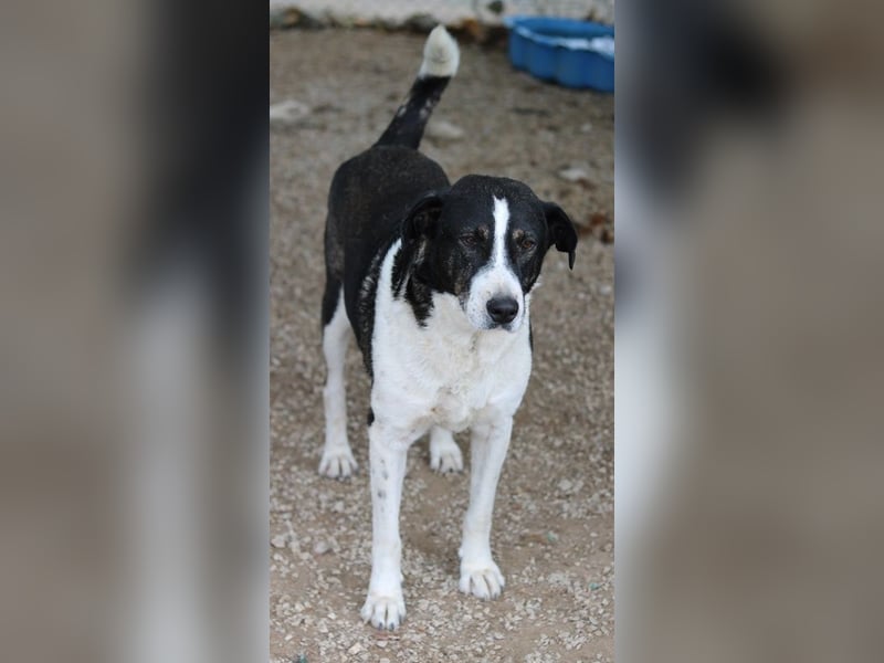 Ancho, geb. ca. 10/2021, lebt in GRIECHENLAND, im städt. Tierheim Serres