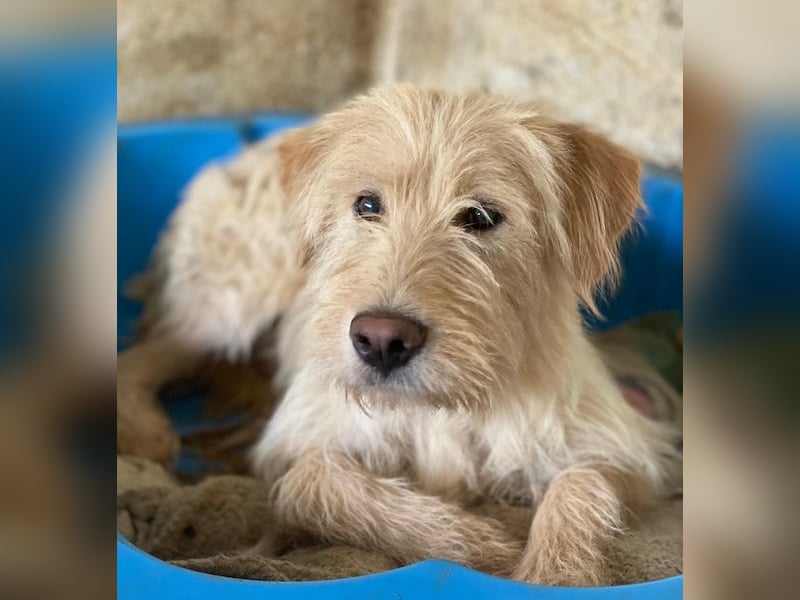 Susan, geb. ca. 04/2024, lebt in GRIECHENLAND, auf einer privaten Pflegestelle