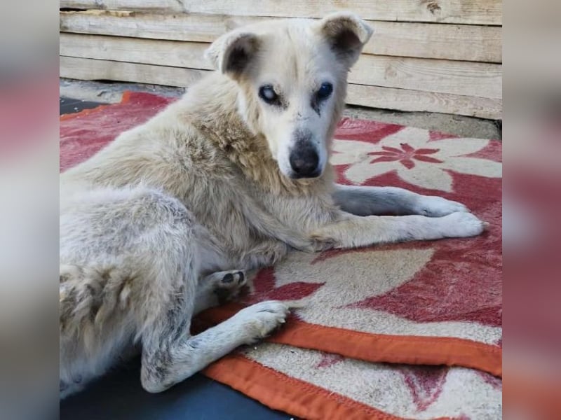 Pipina, geb. ca. 06/2014, lebt in GRIECHENLAND, auf einer privaten Pflegestelle