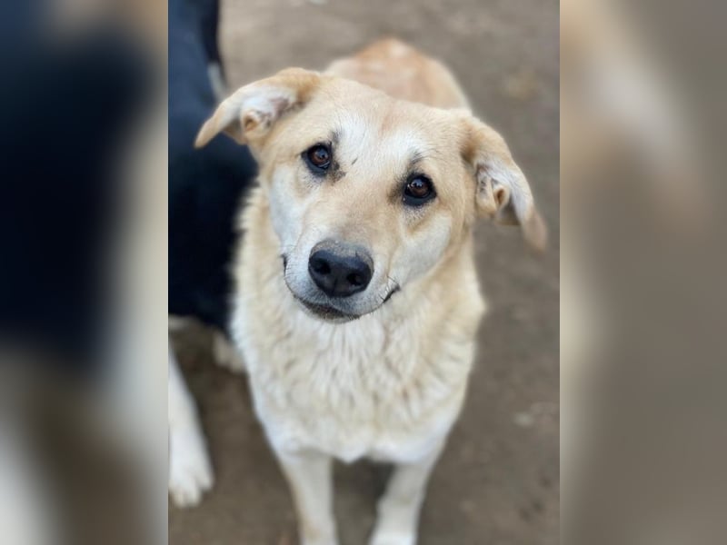 Myanmar, geb. ca. 01/2024, lebt in GRIECHENLAND, auf einer privaten Pflegestelle