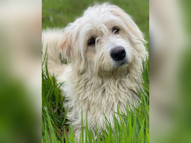 Wuschel, geb. ca. 09/2024, lebt in GRIECHENLAND, im städt. Tierheim Serres