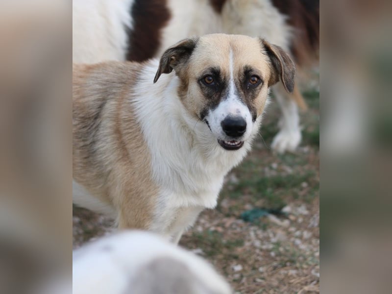 Jeanie, geb. ca. 05/2023, lebt in GRIECHENLAND, im städt. Tierheim Serres