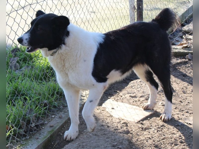 Pallene, geb. ca. 02/2021, lebt in GRIECHENLAND, im städt. Tierheim Serres