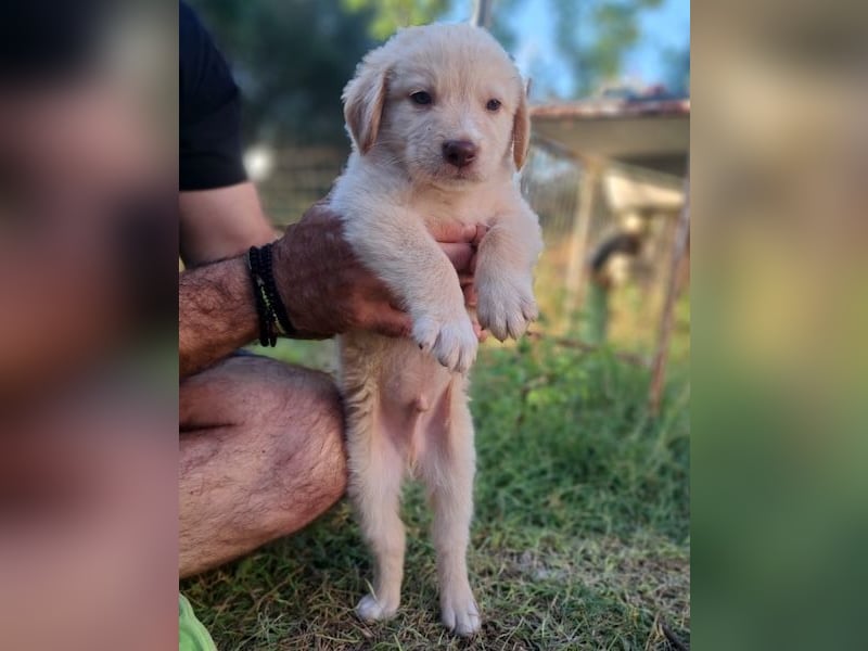  Fluffy-Boo, geb. ca. 04/2026, lebt auf einer Pflegestelle in 44651 Herne