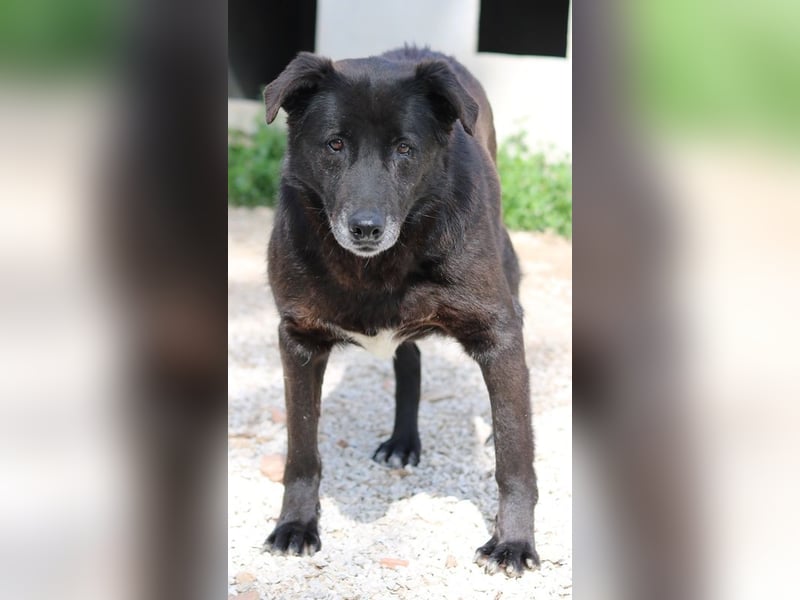 Kenzo, geb. 03/2014, lebt in GRIECHENLAND, im städt. Tierheim Serres