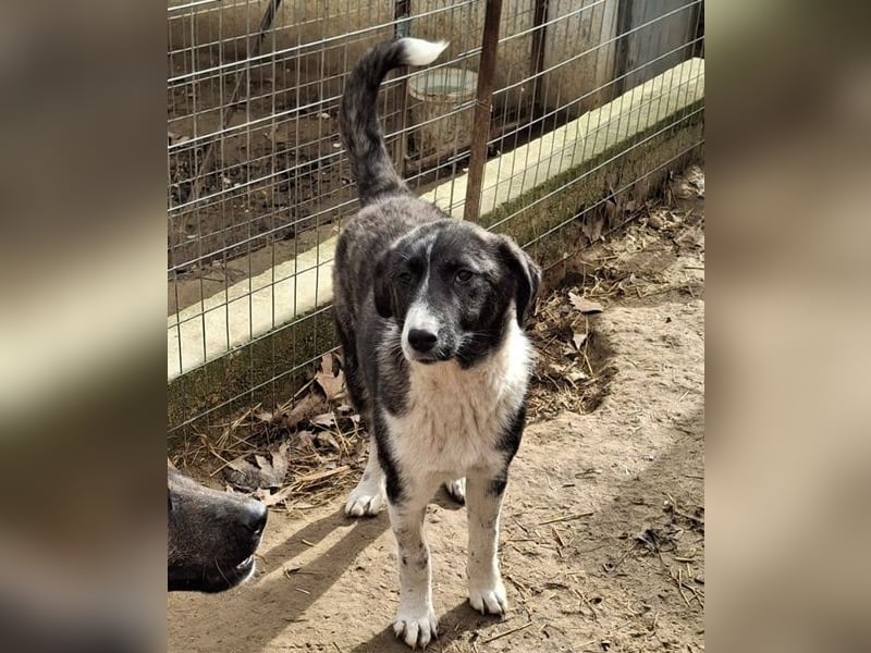 Tsuki, geb. ca. 04/2025, lebt in GRIECHENLAND, auf einer privaten Pflegestelle